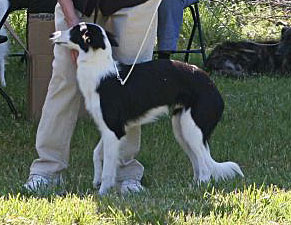 6-9 Month Dog - Devereaux