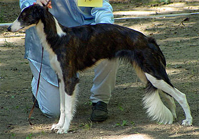 Apache