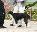 Harli