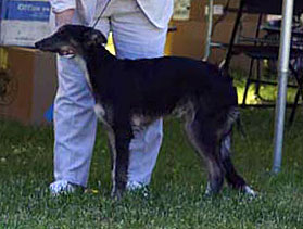 3-6 Month Dog - Prancer