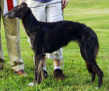 9-12 Month Bitch - Mocha