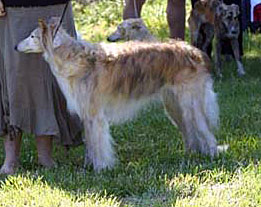Companion Dog - Echo