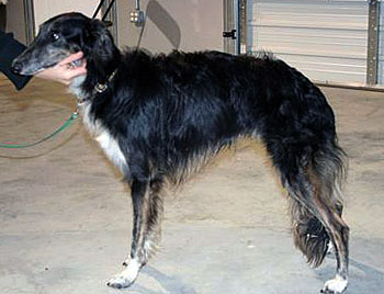 Novice Dog - Boots