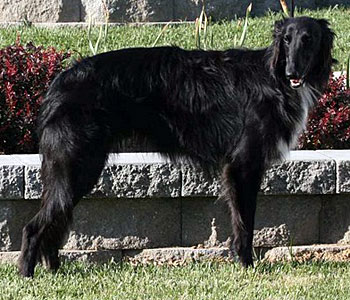 12-18 Month Dog - Comet