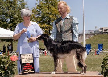 American Bred Dog
