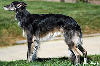 FTE - Prancer