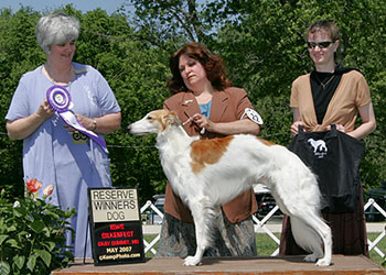 Reserve Winners Dog