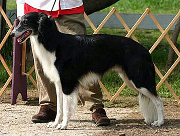 Bred-By Dog - Austen