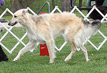 12-18 Month Dog