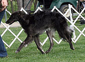 9-12 Month Dog