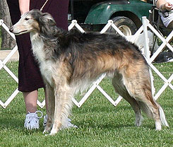 American Bred Dog