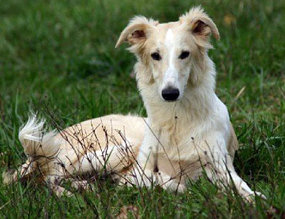 Companion Dog