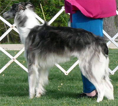 9-12 Dog Class Winner
