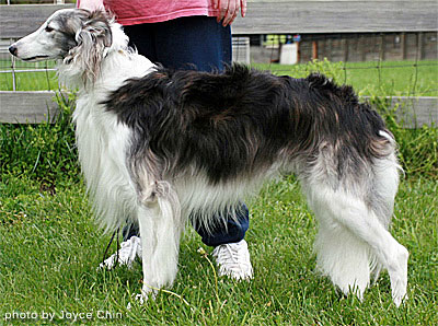Winners Dog