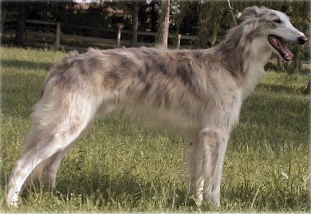 Ivanhoe