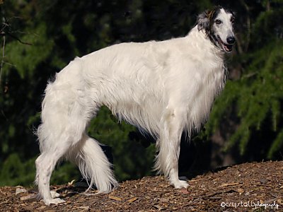 Loki